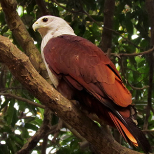Nandankanan Bird Enclosure – Odishatourisms